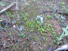 Sphaerocarpos drewiae