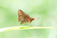 Wahydra graslieae
