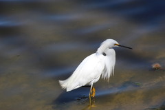 Egretta thula