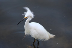 Egretta thula