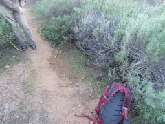 Sphaerocarpos drewiae