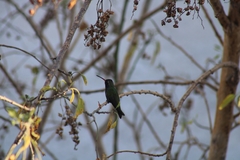 Cynanthus latirostris