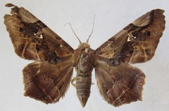 Euclystis guerini