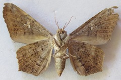 Euclystis guerini
