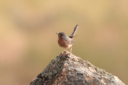 Fauvette passerinette