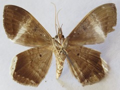 Hemeroblemma mexicana