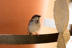 Passer domesticus