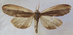 Truncaptera truncata