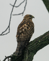 Buteo lineatus lineatus
