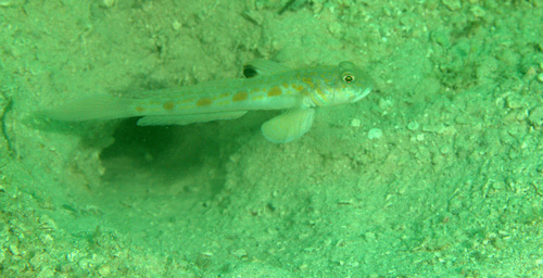 Spotfin goby (Oxyurichthys stigmalophius) — Gobiidae