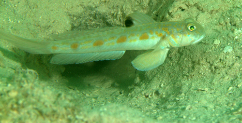 Vlekvin-maanstaart-grondel (Oxyurichthys stigmalophius) — Gobiidae