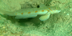 Spotfin Goby photo 3