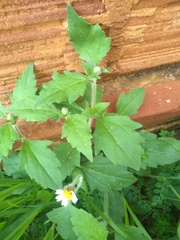 Tridax procumbens