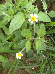 Tridax procumbens