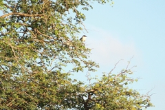 Dryoscopus cubla hamatus