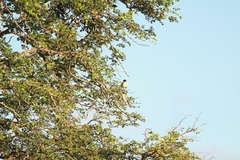 Dryoscopus cubla hamatus