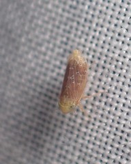 Polyamia apicata