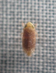 Polyamia apicata