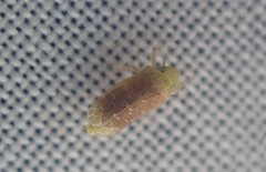 Polyamia apicata