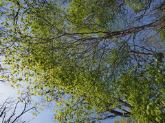 Acer japonicum