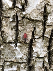 Zenodosus sanguineus