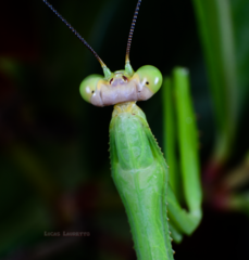 Stagmatoptera binotata