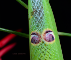 Stagmatoptera binotata