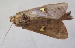 Notoplusia flavodiscata