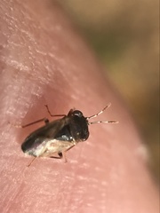 Geocoris pallens