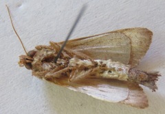 Notoplusia flavodiscata