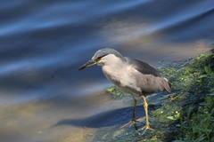 Nycticorax nycticorax