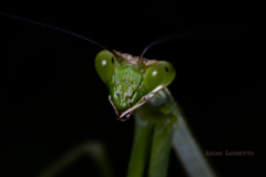 Stagmatoptera binotata