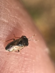 Geocoris pallens