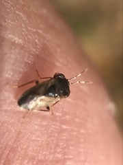 Geocoris pallens