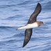 Tropical Petrels - Photo (c) Marj Kibby, some rights reserved (CC BY-NC)