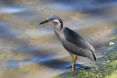 Nycticorax nycticorax