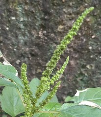 Amaranthus viridis