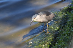 Nycticorax nycticorax