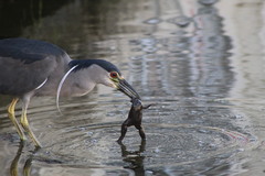 Nycticorax nycticorax