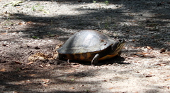 Pseudemys alabamensis