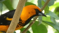 Icterus pectoralis