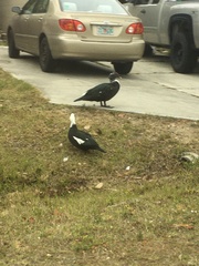 Cairina moschata domestica