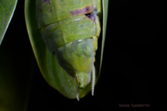 Stagmatoptera binotata