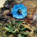 Poppy Family - Photo (c) Suresh Ghimire, some rights reserved (CC BY-NC), uploaded by Suresh Ghimire