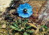 Poppy Family - Photo (c) Suresh Ghimire, some rights reserved (CC BY-NC), uploaded by Suresh Ghimire
