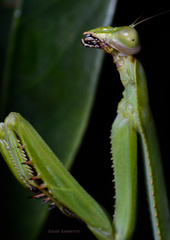 Stagmatoptera binotata