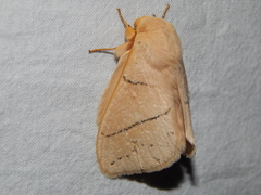 Philotherma rosa