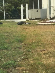 Cairina moschata domestica