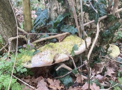 Rigidoporus ulmarius