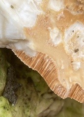 Rigidoporus ulmarius